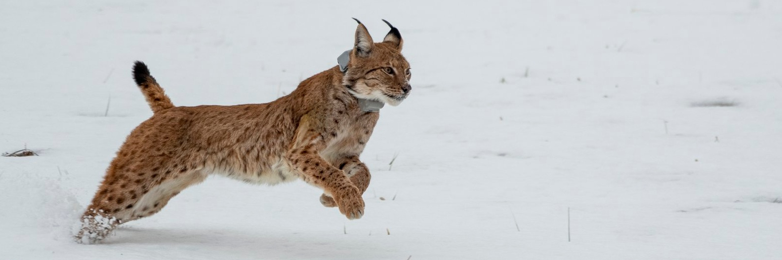 Lynx jumping through snow