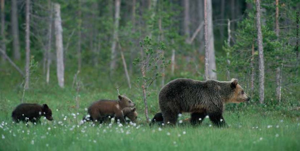 Brown bear mother walking in front of a forest with her three cubs following her.