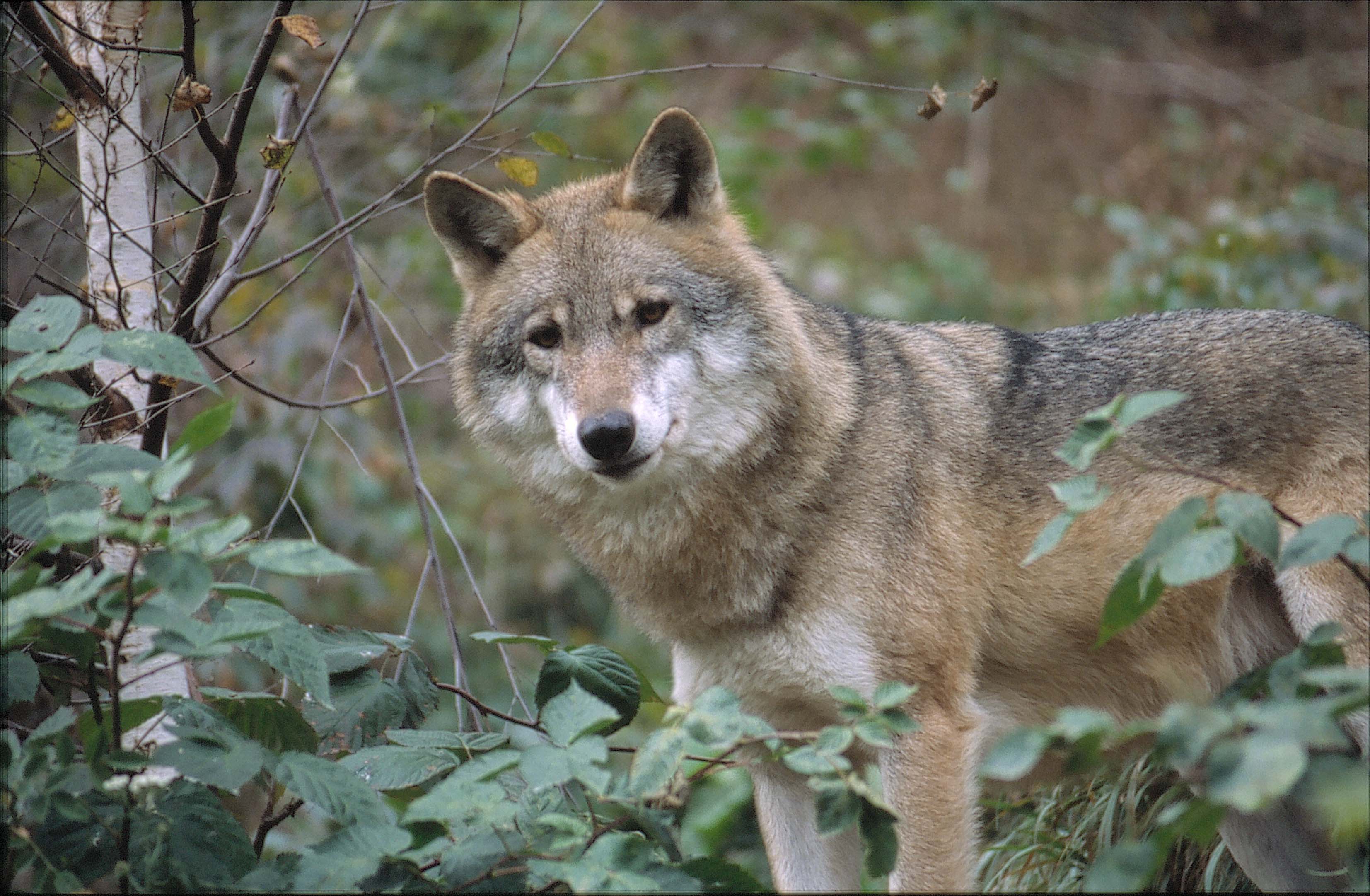 Wolf standing in a shrubby landscape and looking directly into the camera.