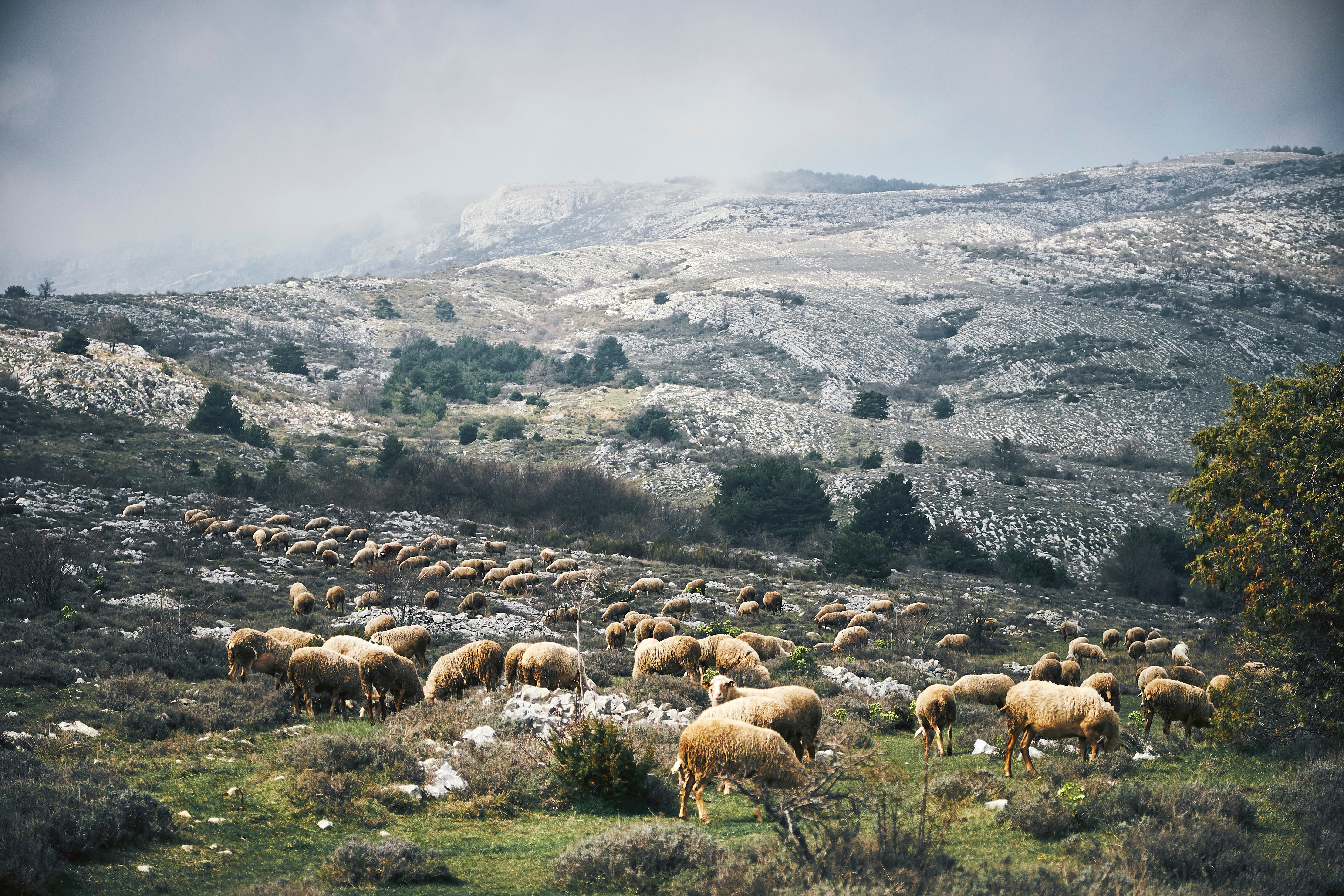 Sheep grazing