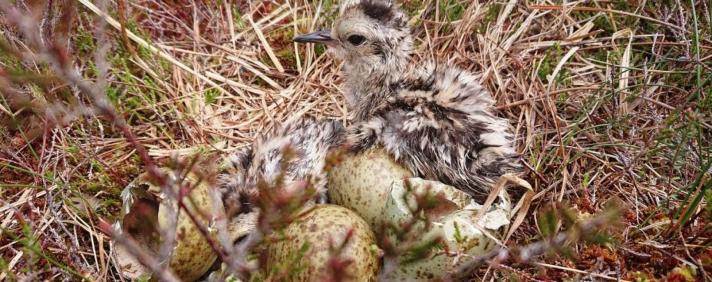 Curlew conservation project