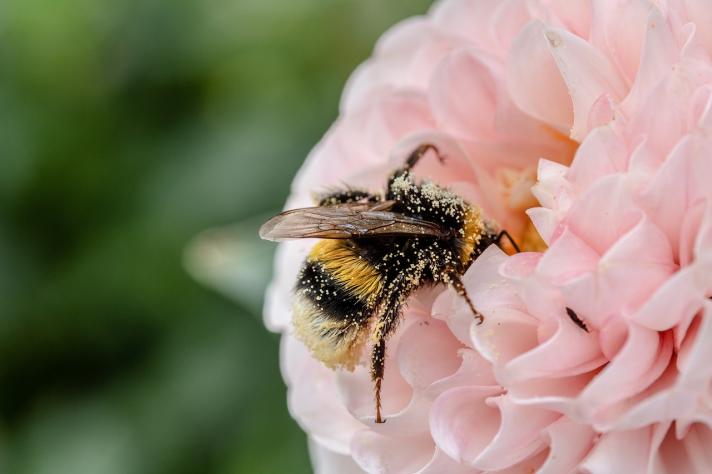 FUTURE BRIEF: Pollinators: Importance for nature and human well-being, drivers of decline and the need for monitoring – Issue 23