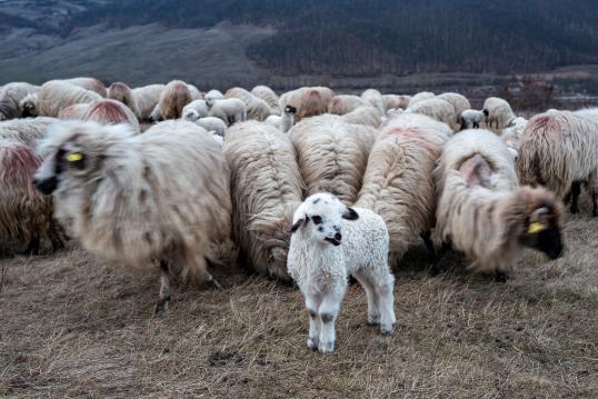 One sheep image
