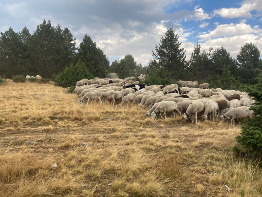 Herd of sheep grazing in an open landscape
