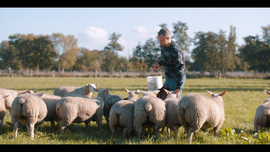 Person of the team with sheep in the nature