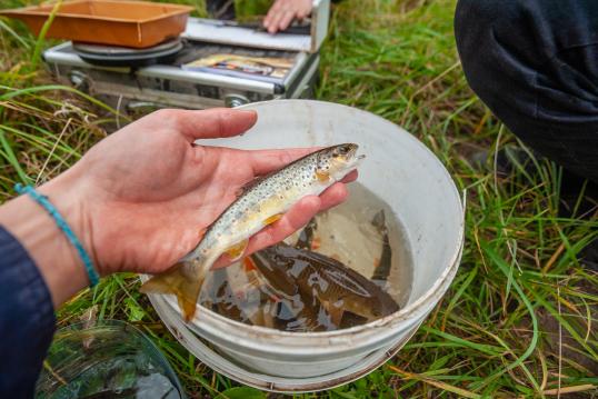 Picture of fishes in a bucket: fish community surveys in Salantas river 2022