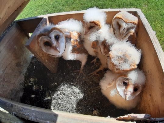 Barn owl fledglings in their nest - Spain 2021