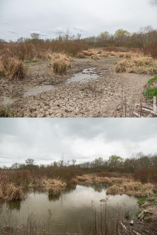 Wetland Restoration showing the process: second picture has more water, first one is dry
