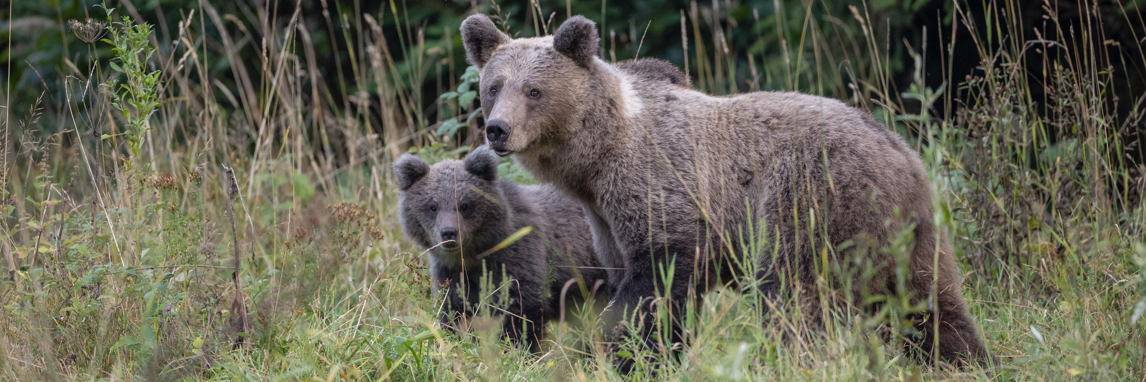Bear and cub in forest.