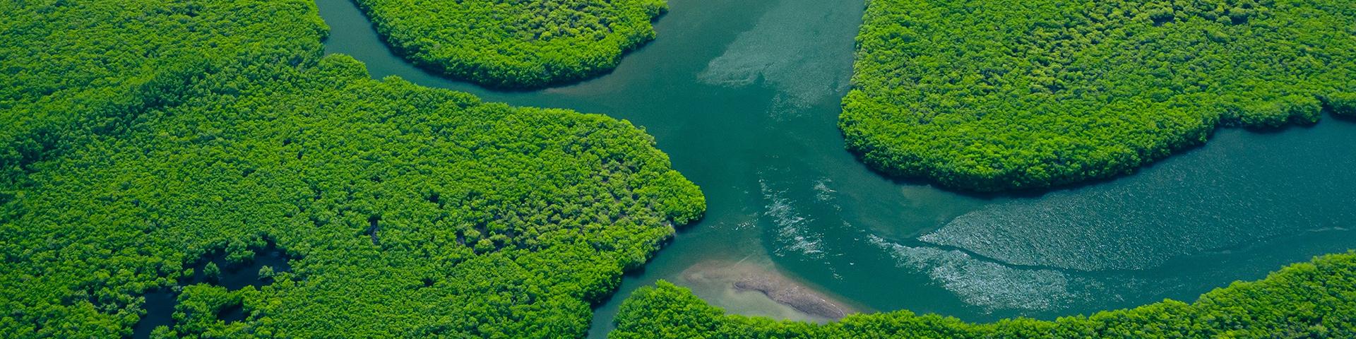 Aquatic landscape with lush vegetation seen from above.