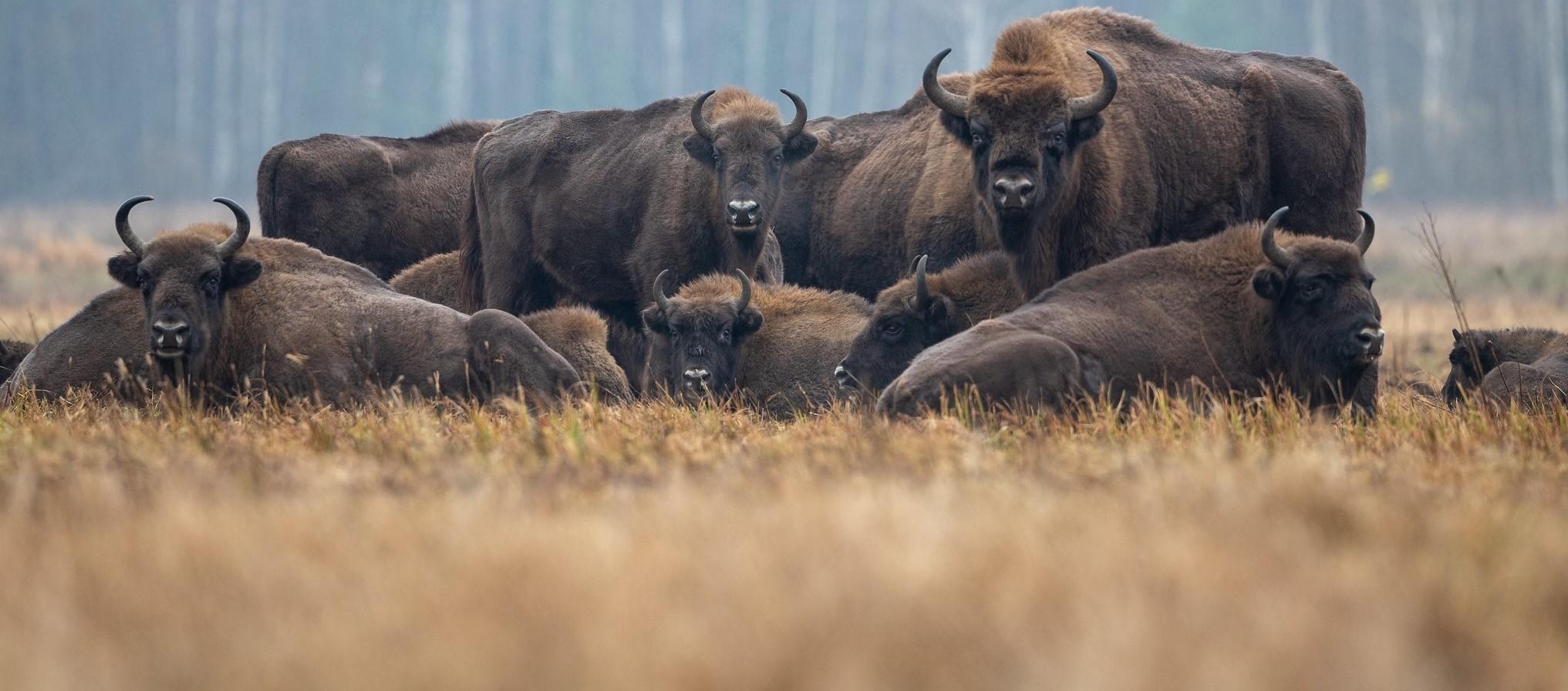 European Bison (Bison bonasus). Bialowieza forest, Poland