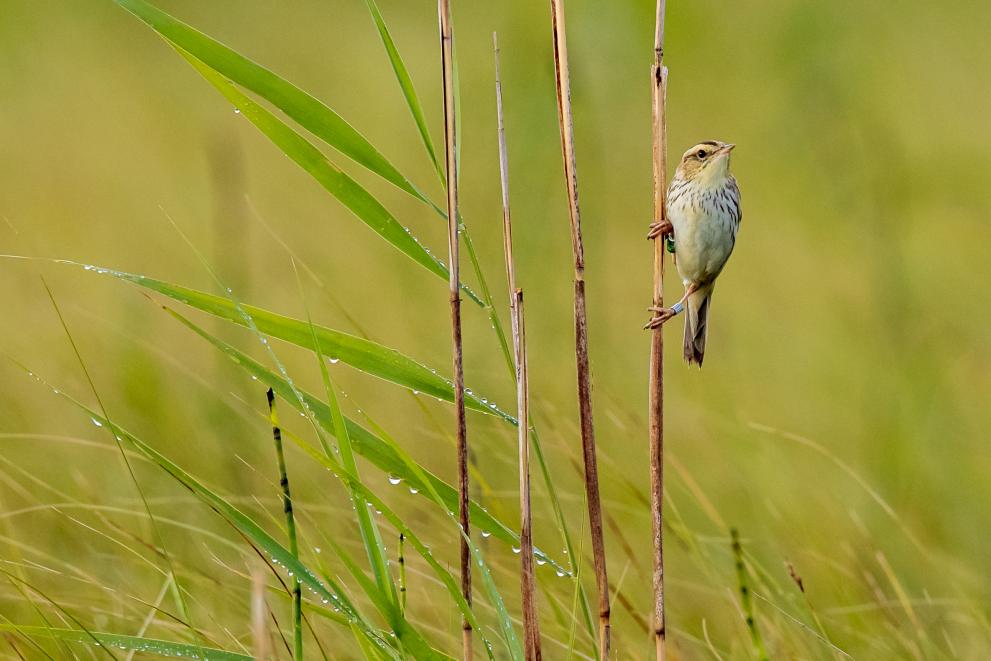Saving Europe’s rarest songbird through translocation - Photo 5
