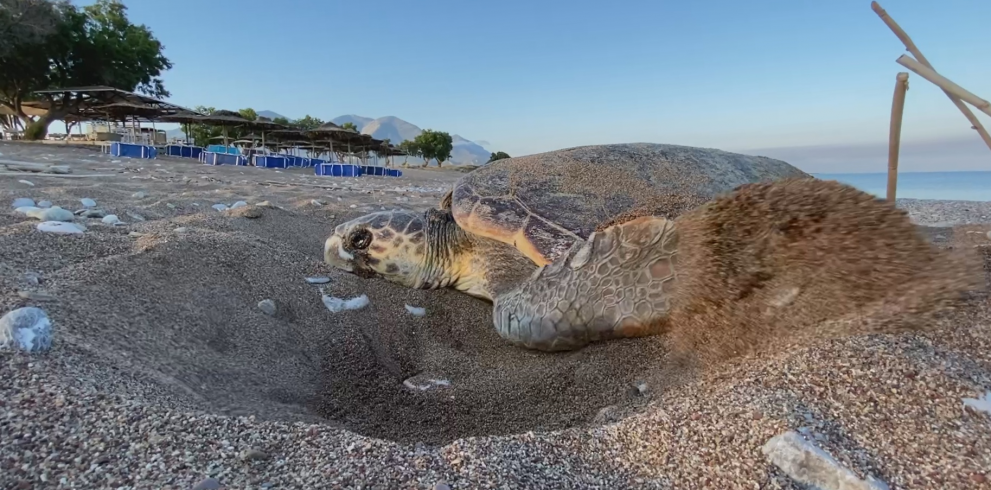 Protecting the Mediterranean loggerhead sea turtle - Photo 3