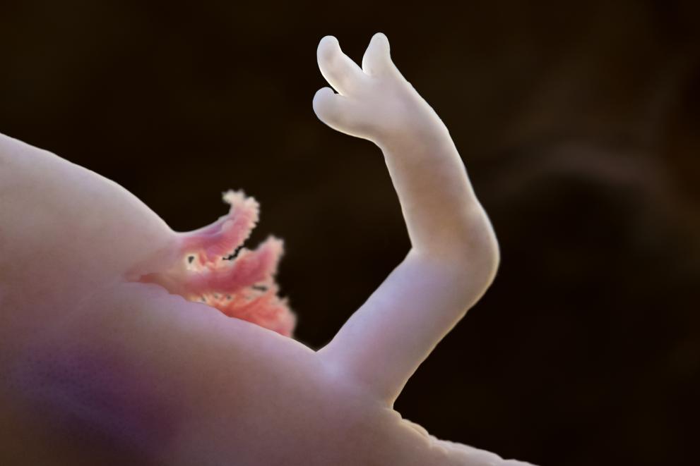 Postojna Cave – Baby dragon guardians - Photo 4