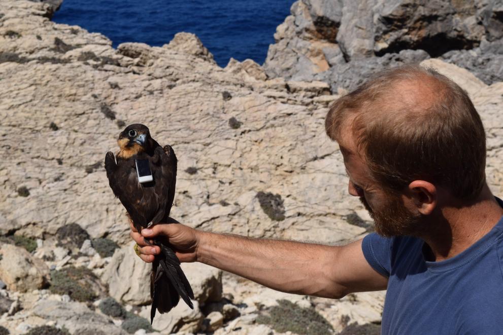 Adaptation of Eleonora's falcon to climate change - photo 2