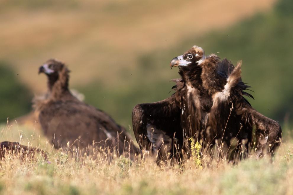 Reintroducing iconic vultures in Bulgaria - Photo 3