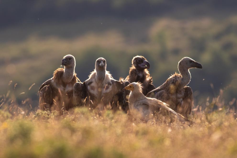 Reintroducing iconic vultures in Bulgaria - Photo 5