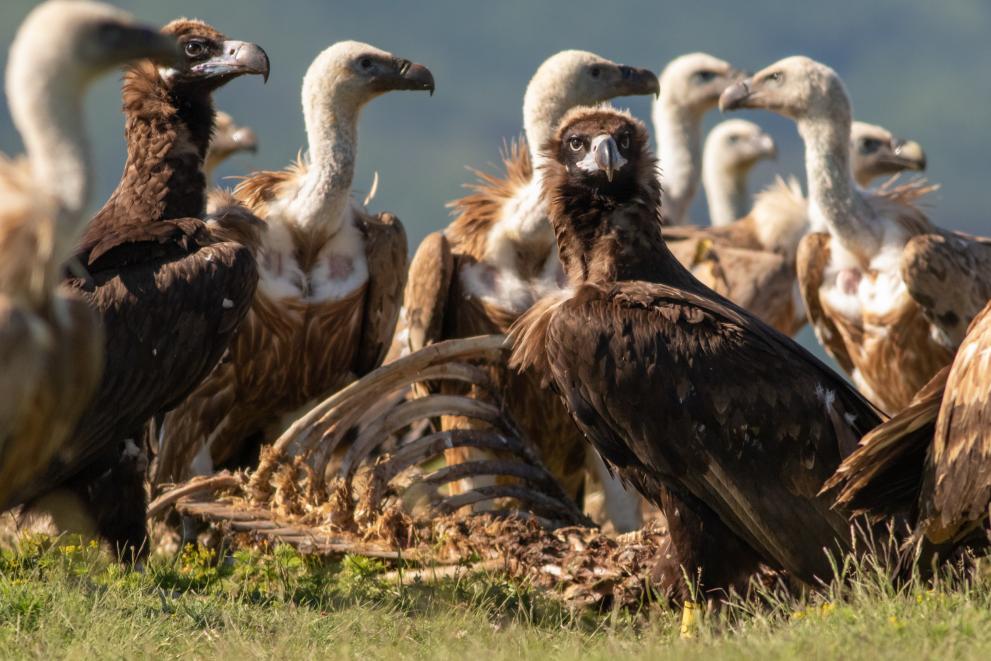 Reintroducing iconic vultures in Bulgaria - Main