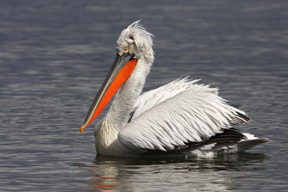 Protecting pelicans in the Lower Danube - Main
