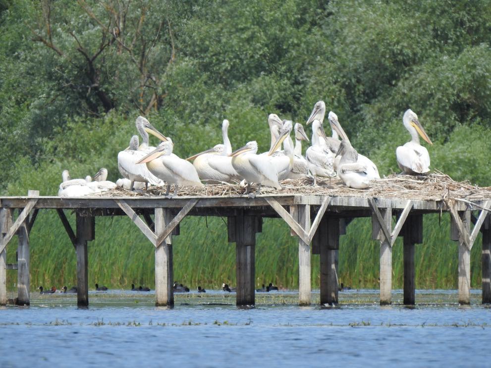 Protecting pelicans in the Lower Danube - Photo 2