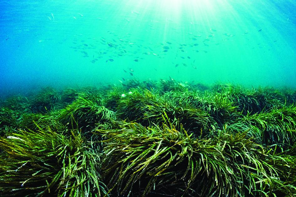 Plants on seabed and shoal of fish swimming above.