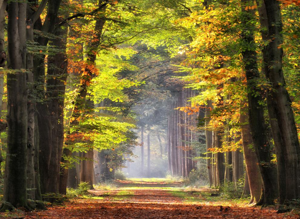 European Forests for biodiversity, climate change mitigation and adaptation