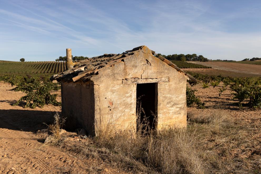 Abandoned agriculture in the Valencia Region, Spain: a transition to woodland and scrubland over a 50-year period