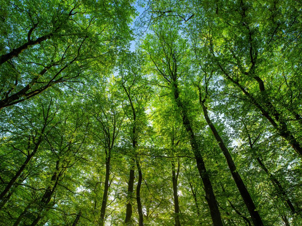 Europe’s beech forests threatened by climate change