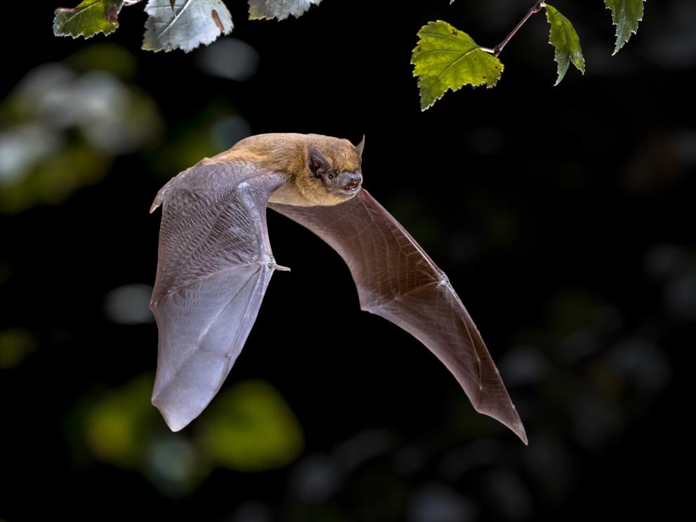 Bat-friendly cities: urban planning recommendations from new citizen science study