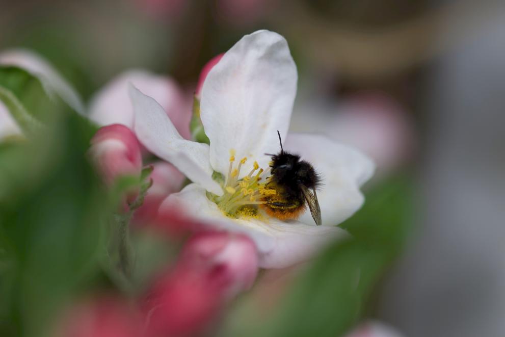 Large-scale study indicates wild bees are just as effective as honey bees for commercial apple pollination