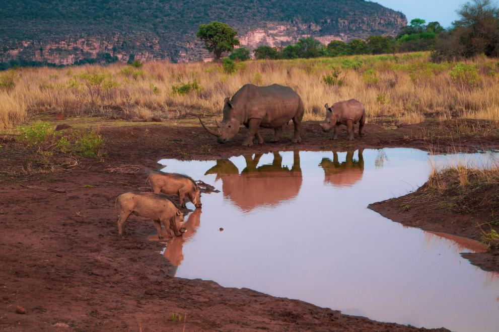 Herd of rhinoceros on brown field during daytime