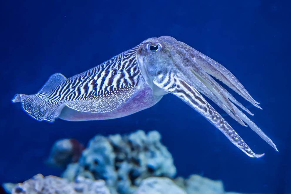 Noise from wind farm installation activities can impact commercially important cuttlefish