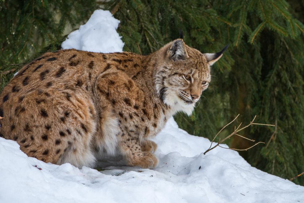 Eurasian lynx in the snow.