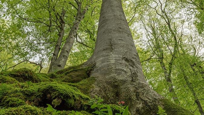 Partnership for protection of Bulgarian old-growth forests in Natura 2000