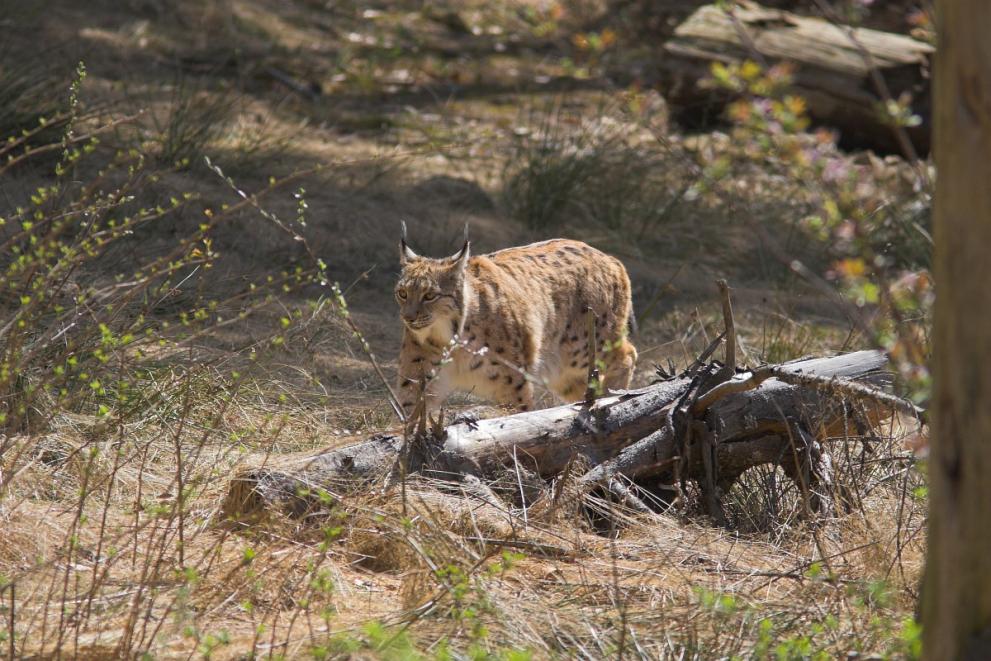 Lynx walking near felled tree in forest.