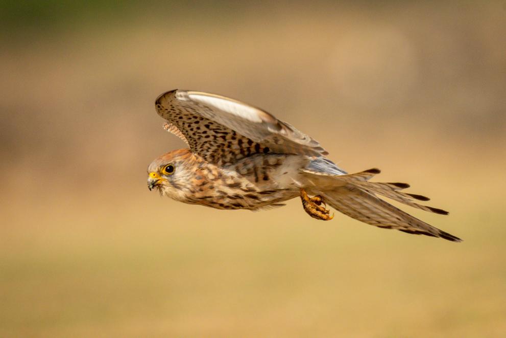 Birds as environmental indicators: raptor species a good proxy for agricultural bird diversity