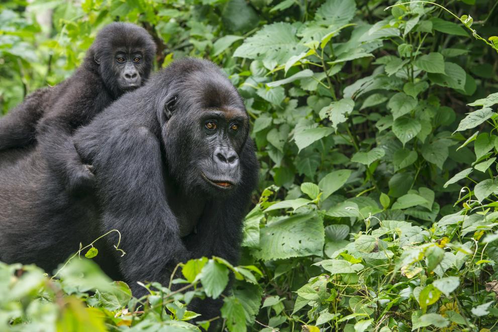 Young gorilla riding on the back of the mother in the jungle