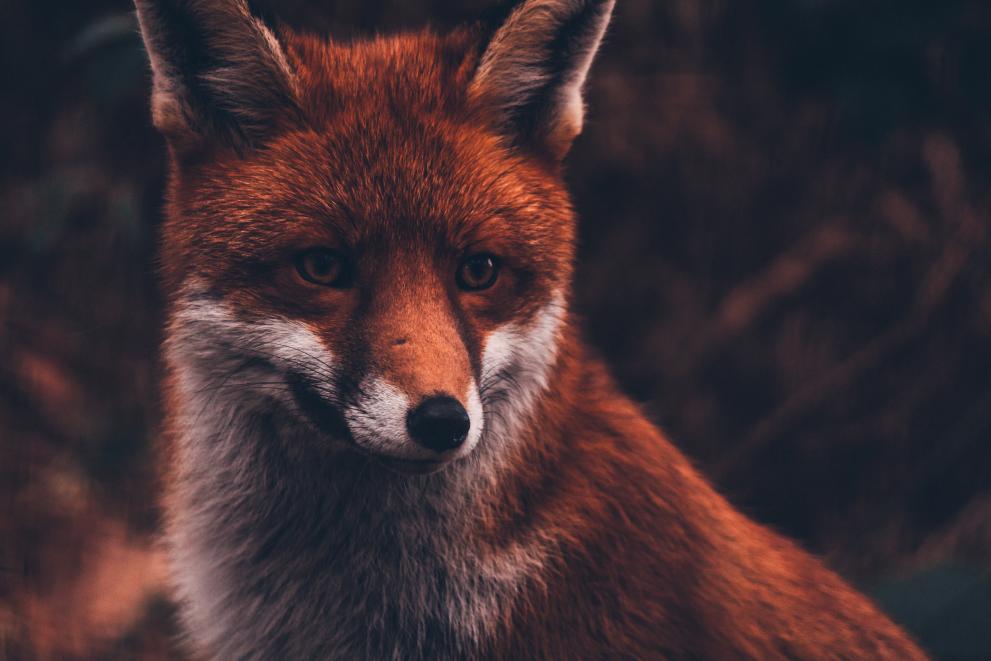Anti-worm drug used by farmers on livestock detected in Scottish red foxes, Vulpes vulpes 