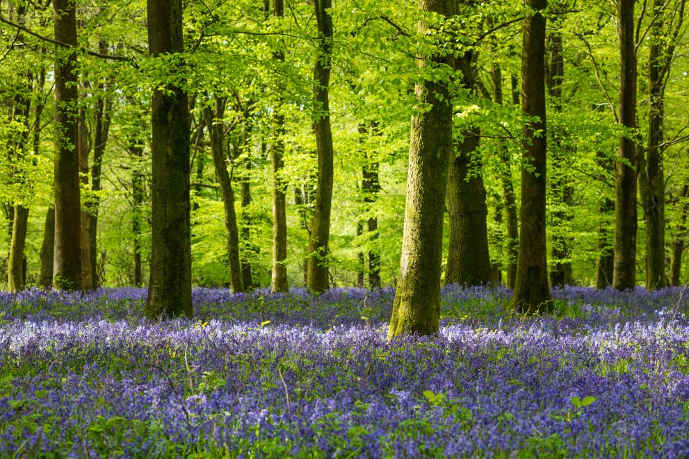 Forest with trees and blue flowers.