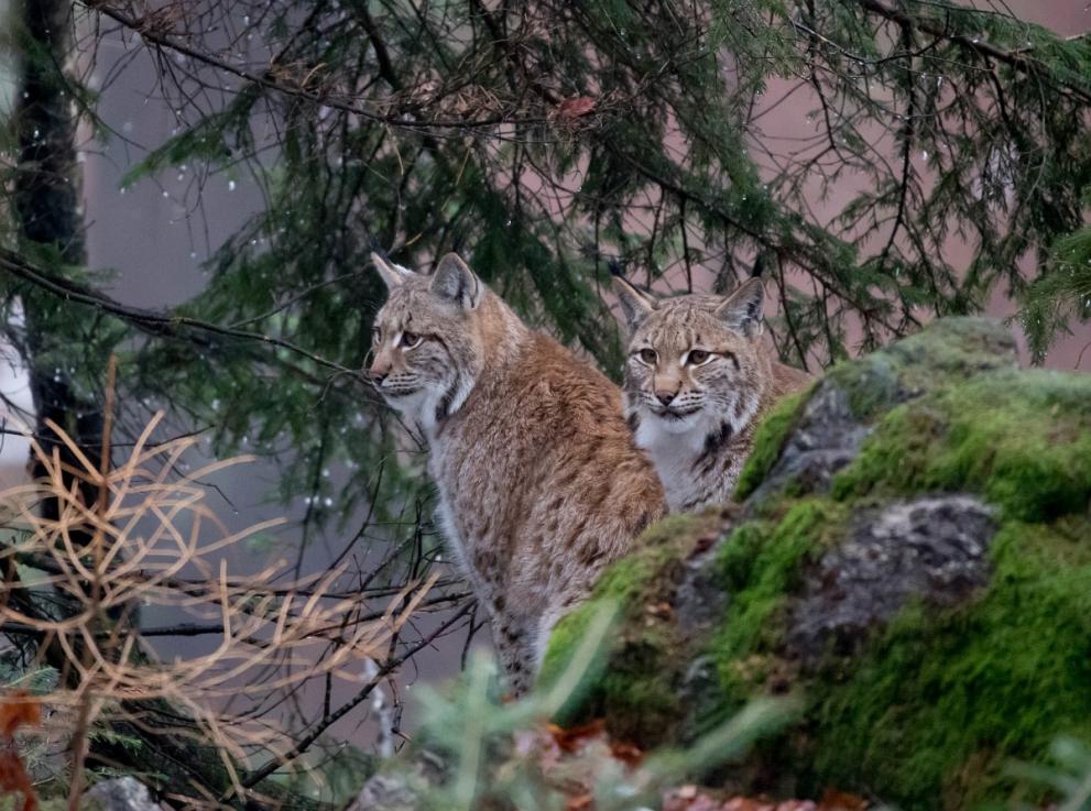 Two lynx hiding in the forest