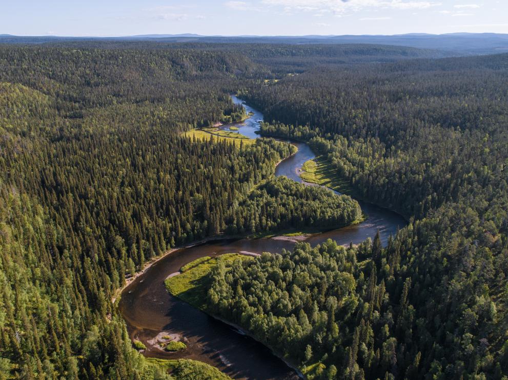 A bird’s eye view of boreal forests: using satellite remote sensing to monitor biodiversity richness