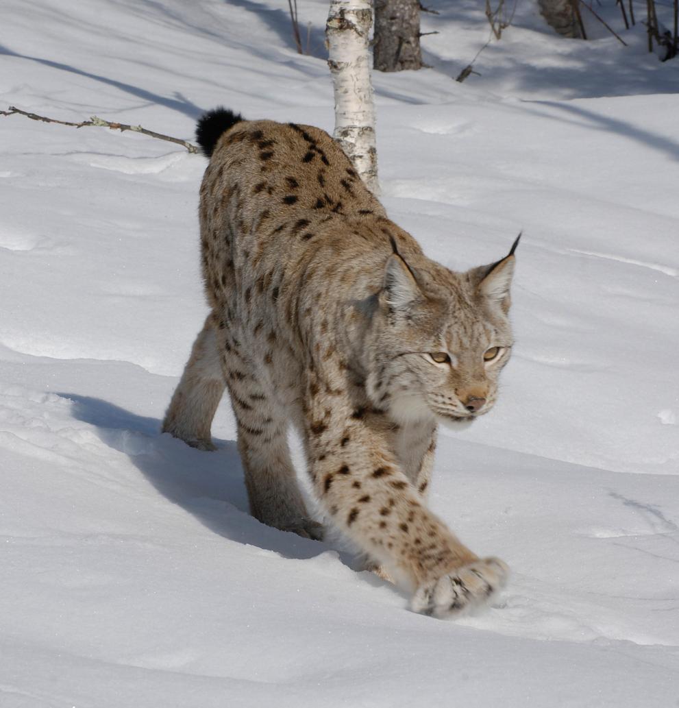 Lynx walking through snowy landscape