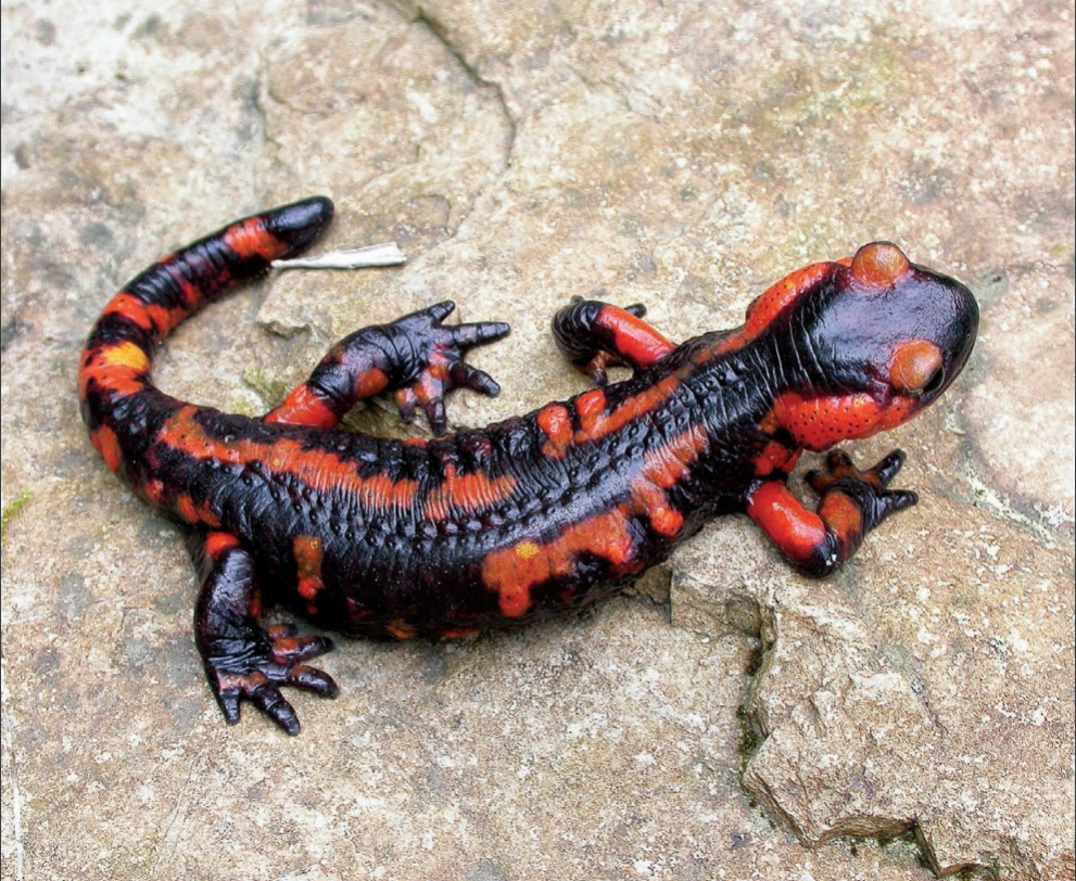 Common Fire Salamander Salamandra colored with black and red