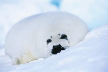 Harp seal on a bed of ice.