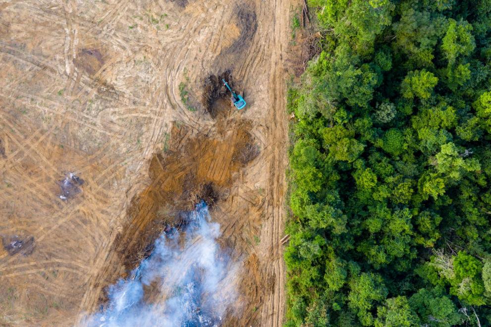 Trees being cut down by machines