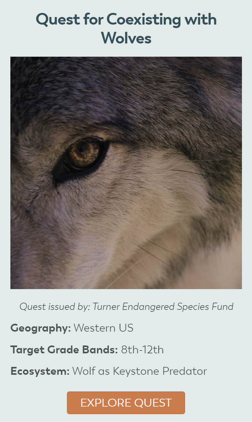 Portrait of a wolf that is staring into the camera and is showing half of the wolf's face