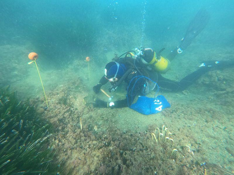 scuba diver replanting