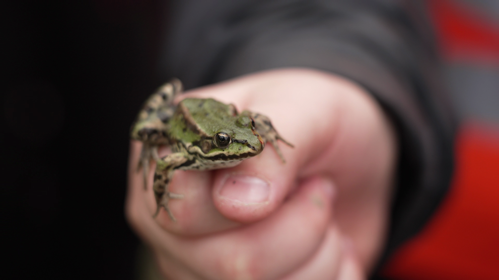 A frog sits on someone's hand