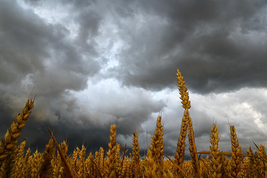 Bad weather shortly before the grain harvest | Photo by JOE LORENZ DESIGN via Adobe Stock