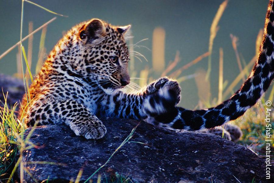 Leopard cub playing with mother's tail {Panthera pardus}  